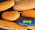 Seed | Wabanaki Penobscot Pumpkin