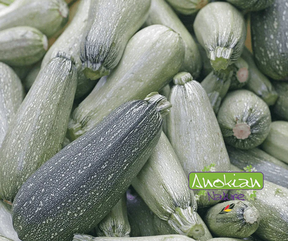 Semence | Courgette Grise d'Alger