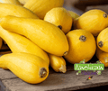 Seed | Prolific Straightneck Yellow Zucchini