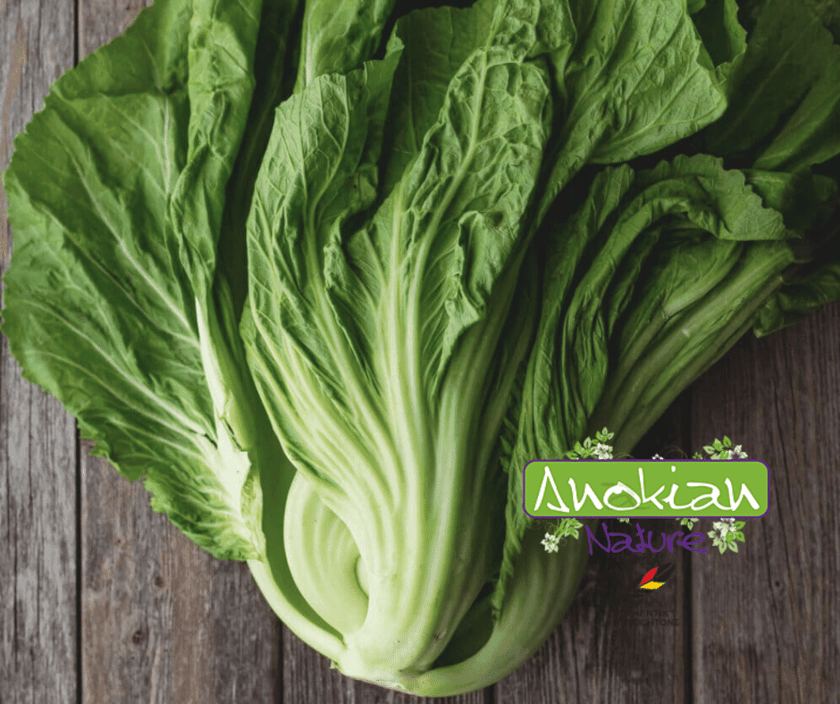 Seed | Chinese Big Leaf Mustard
