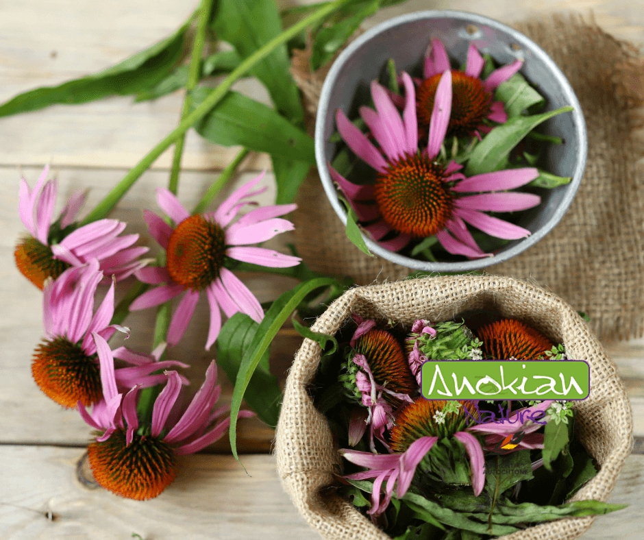 Seed | Purple Echinacea