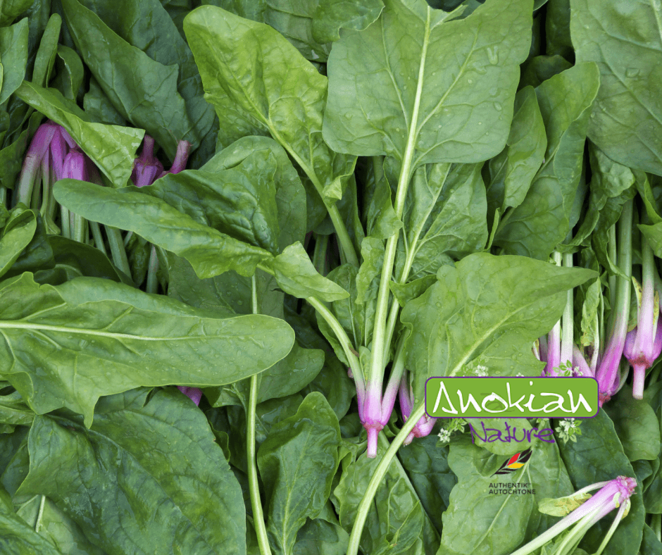 Seed | Japanese Spinach