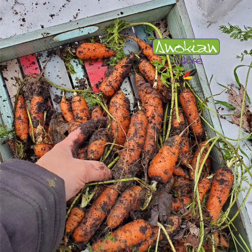 No Heat, Even in Winter l Fall-Winter Planting Guide + 20 Cold-Hardy Seeds