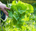 Seed | Batavia Nevada Lettuce