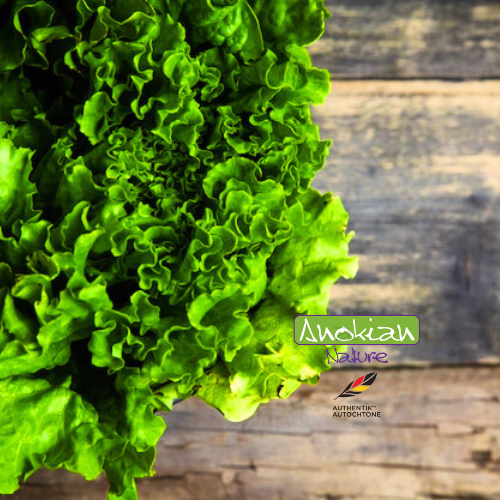 Semence | Laitue Précoce Grand Rapid