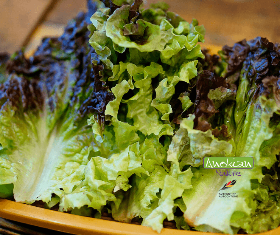 Seed | Ssamchu Mix Lettuce