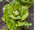 Seed | Freckled Romaine Lettuce (Forellenschluss)