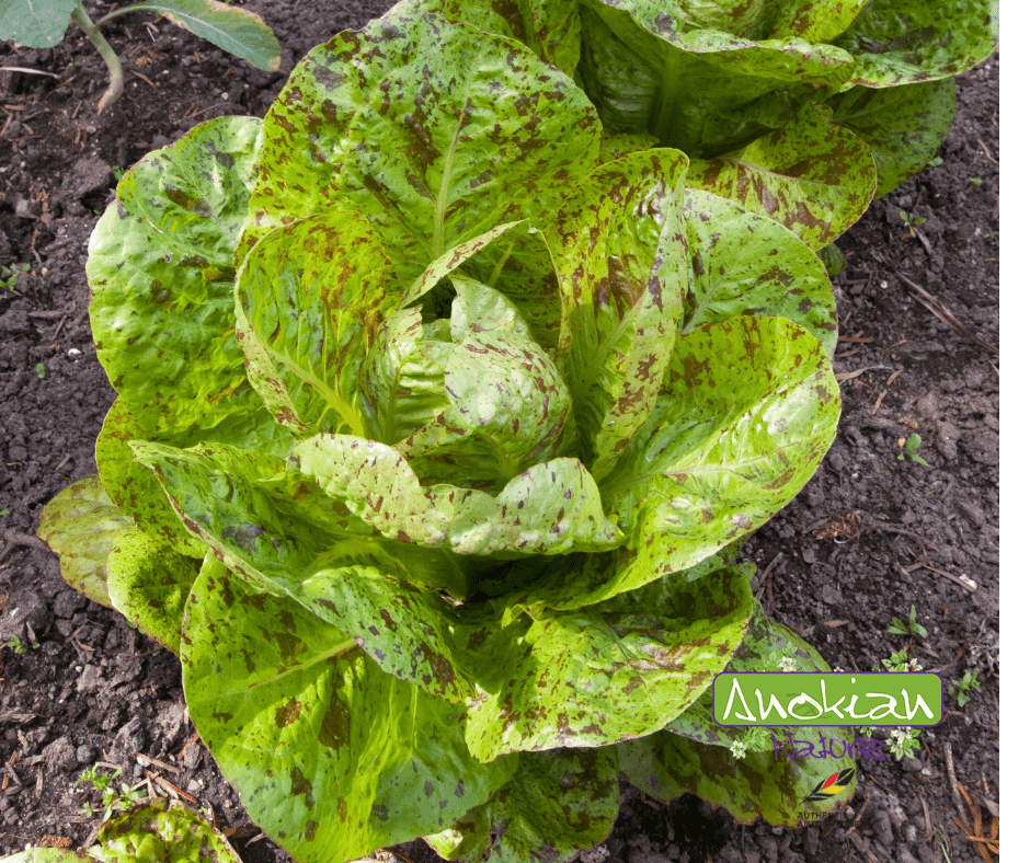 Semence | Laitue Romaine à Tache de Rousseur (Forellenschluss)