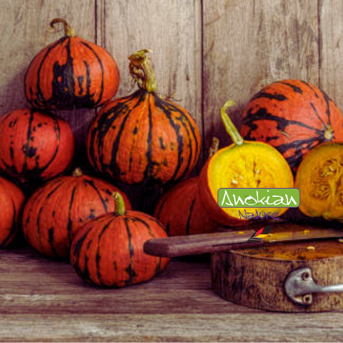 Semence | Courge Lakota (Rare)