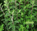 Semence | Marjolaine des Jardins
