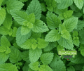 Seed | Lemon Balm