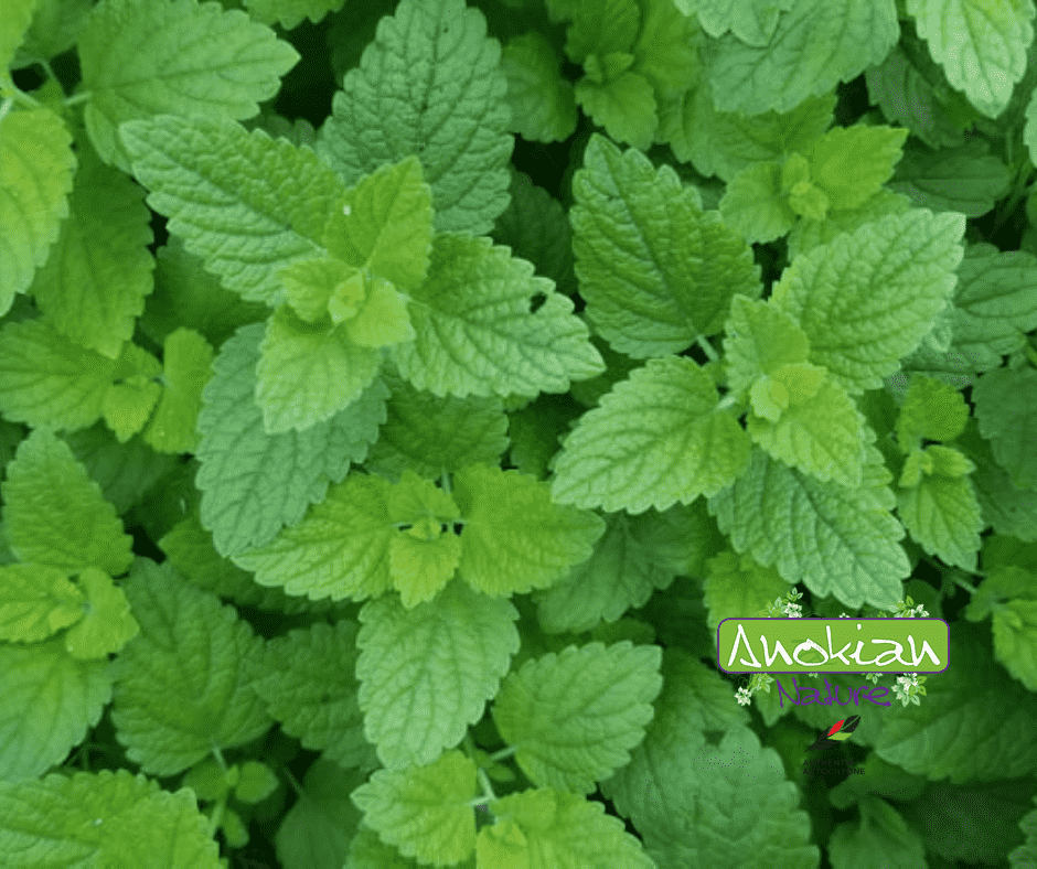 Semence | Mélisse Officinale