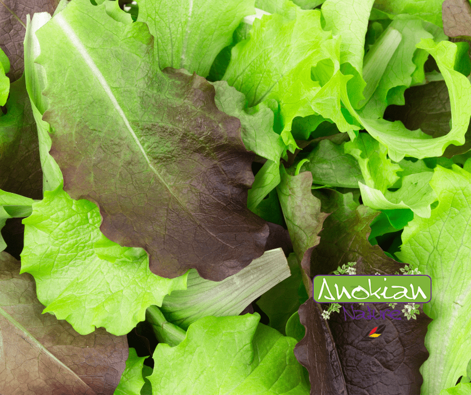 Semence | Salade Mesclun Découverte