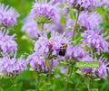 Seed | Wild Monarda