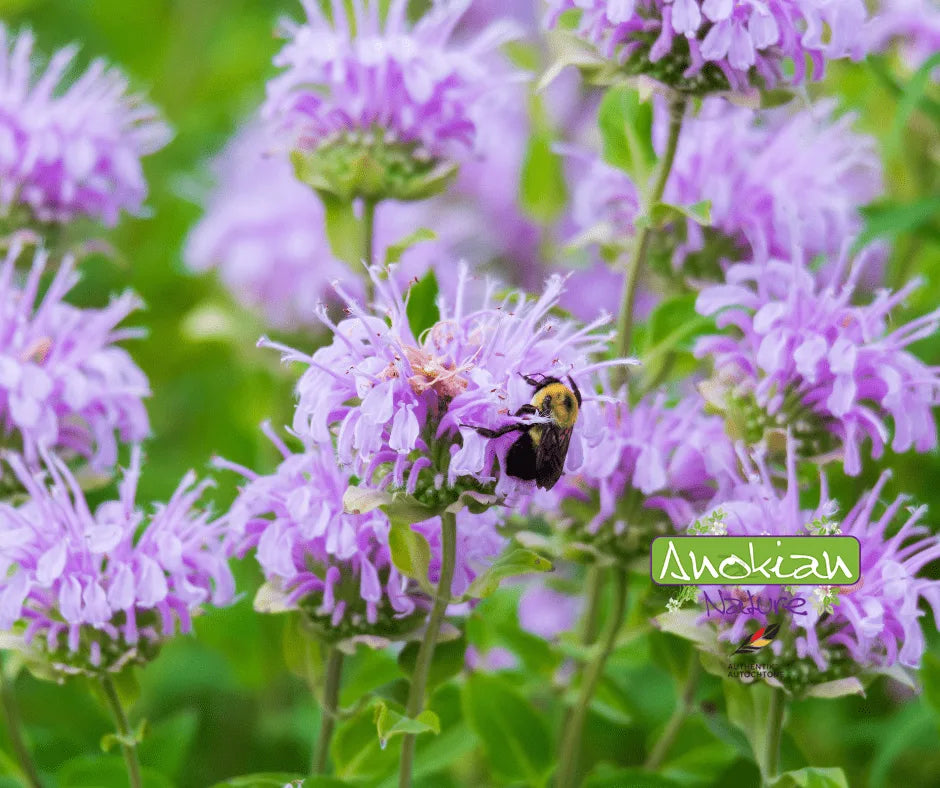 Semence | Monarde Fistuleuse Sauvage