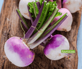 Seed | White Turnip with Purple Neck