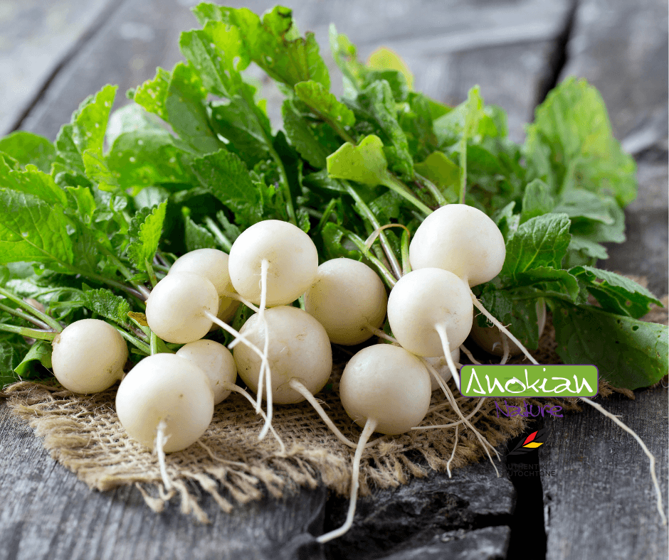 Seed | White Snowball Turnip