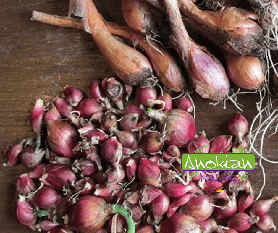 Oignon Catawissa cultivé au Québec par Anokian Nature
