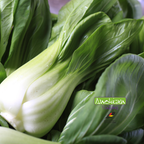 Seed | Pak Choi Bok Choi