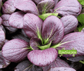 Semence de Pak Choi Shanghai Violet