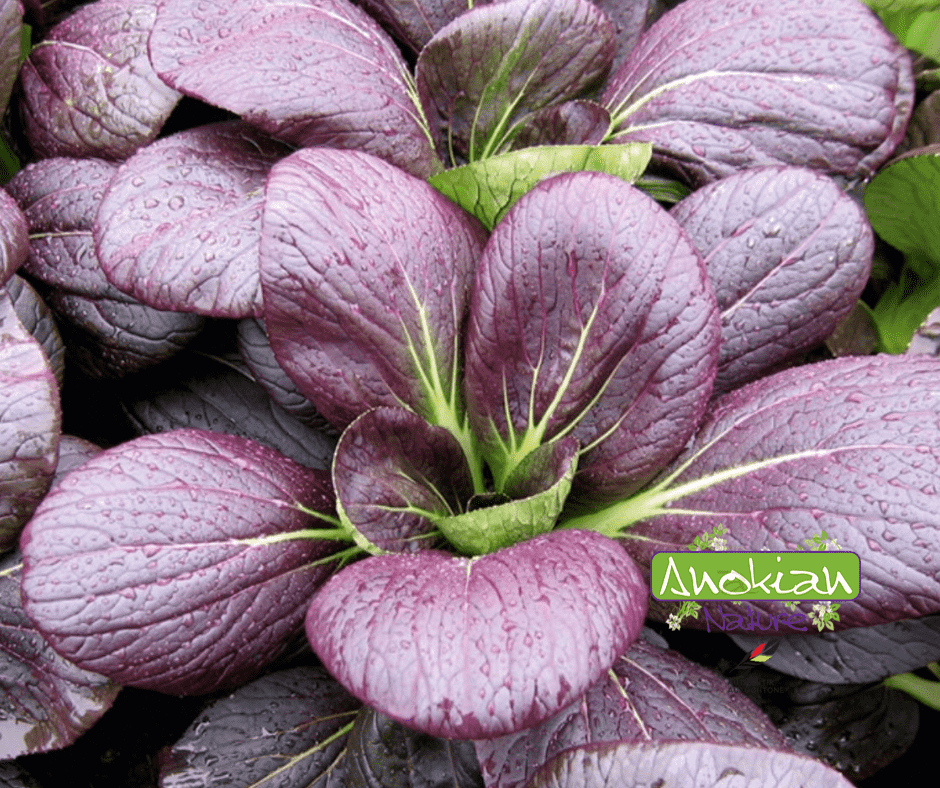 Semence de Pak Choi Shanghai Violet