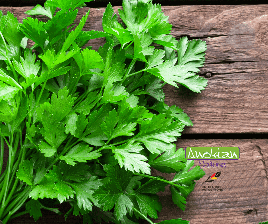 Seed | Italian Parsley