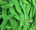 Semence | Pois Mange-Tout Oregon Giant