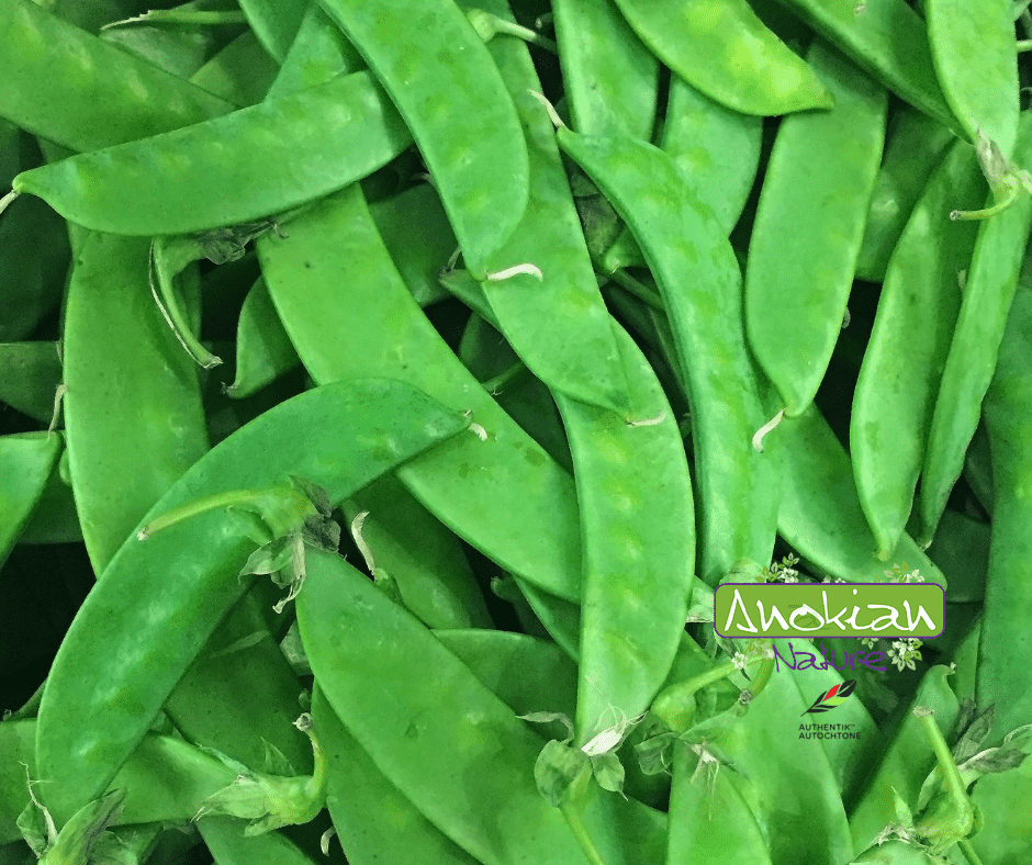 Seed | Oregon Giant Snow Peas