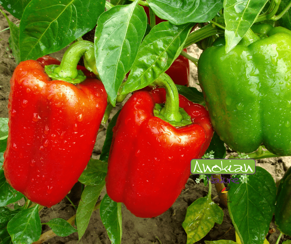 Seed | California Wonder Pepper