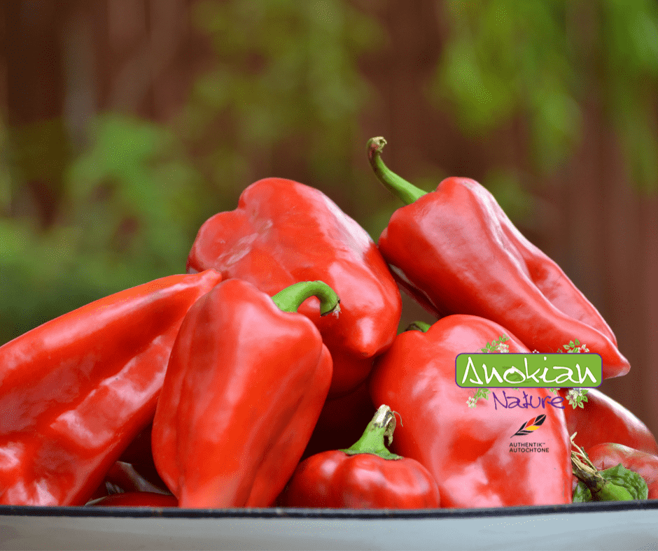 Seed | Vinedale Pepper