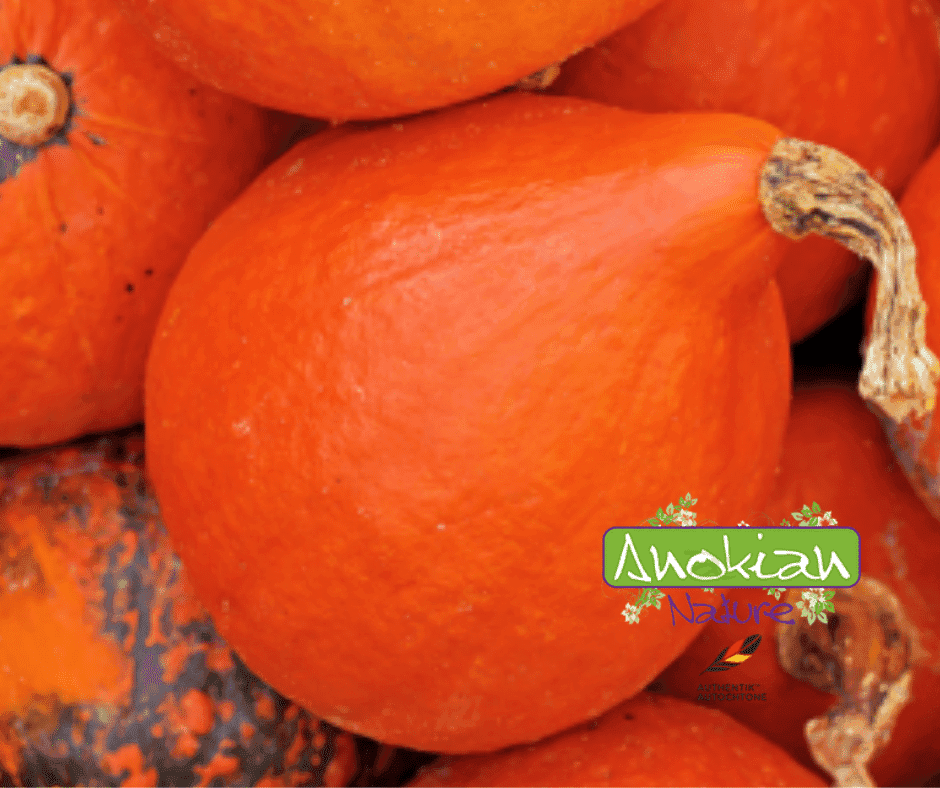 Seeds | Red Kuri Pumpkin