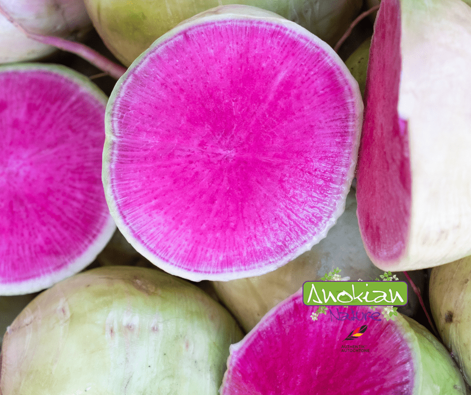 Seed | Radish Beauty Melon