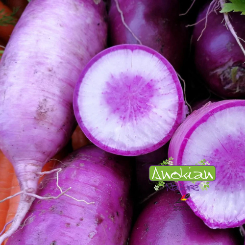 Semence |Radis Daikon Murasaki