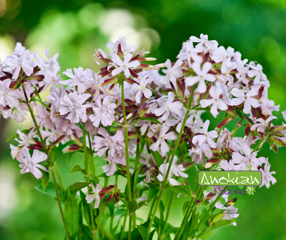Semence | Saponaire Officinale