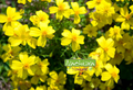 Seed | Lemon marigold (Tagetes lemons) Tenuifolia