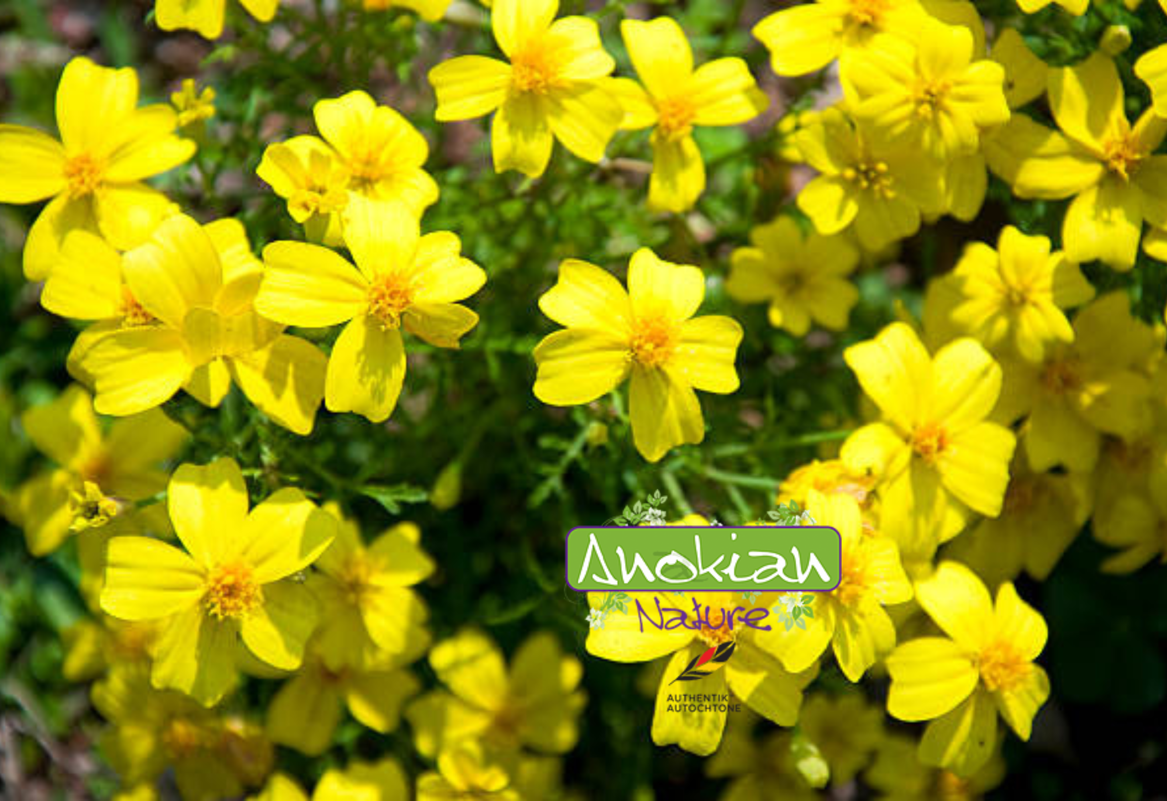 Semence | Tagète citronnée Tenuifolia