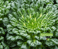 Seed | Tatsoi