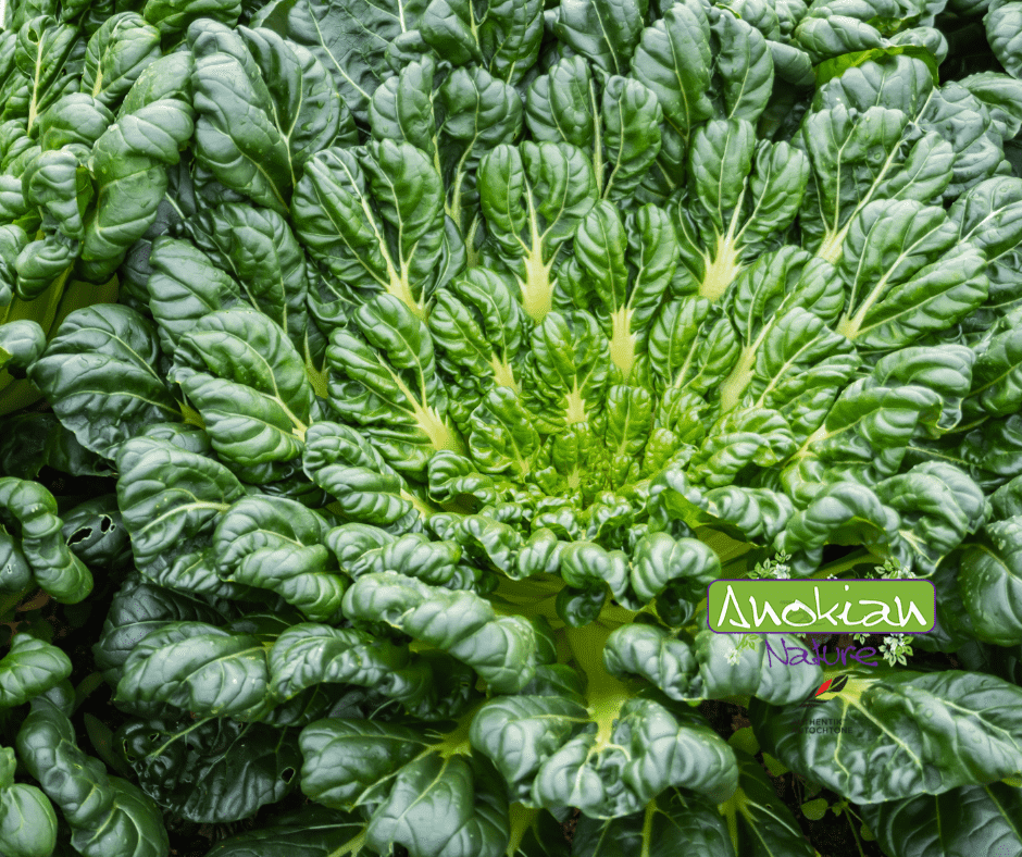 Seed | Tatsoi