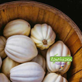 Seed | Thelma Sanders Squash
