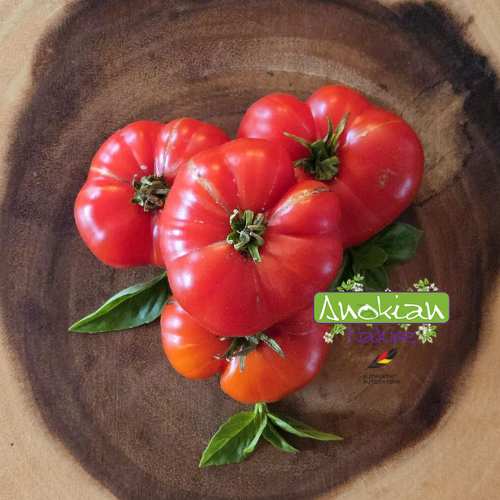 Tomate Calabaza ancienne variété de Mésoamérique aux gros fruits côtelés et savoureux cultivée au Québec par Anokian Nature.