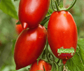 Semence | Tomate Amish
