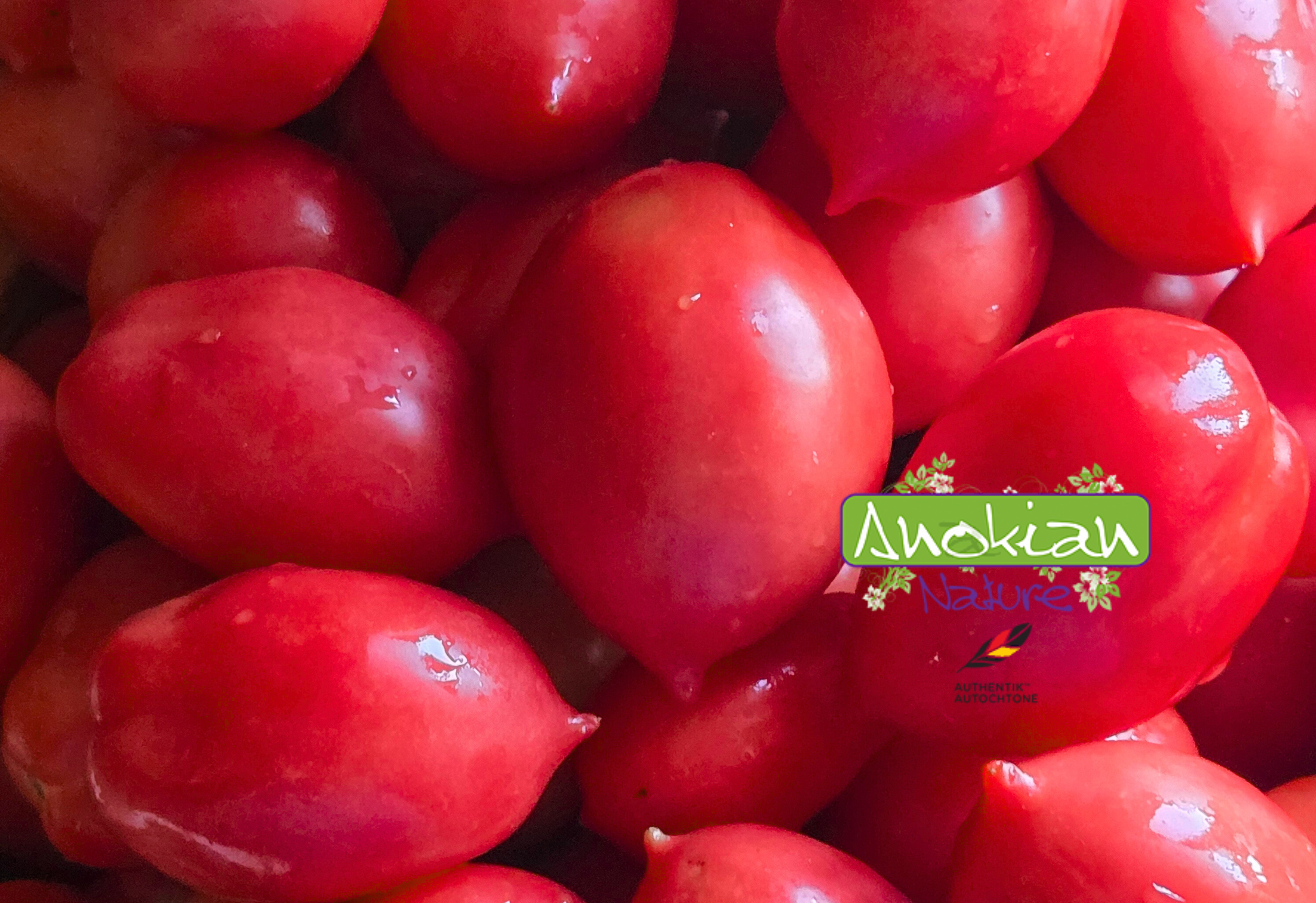 Semence | Tomate Canestrino Della Campania