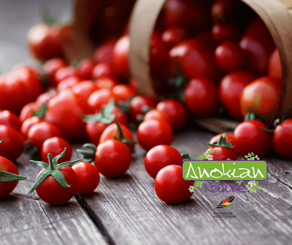 Seeds | Puerto Cortes Cherry Tomato