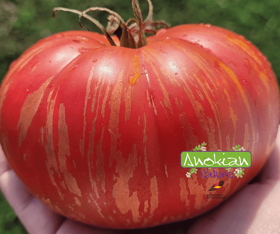Seed | Lush Queen Tomato