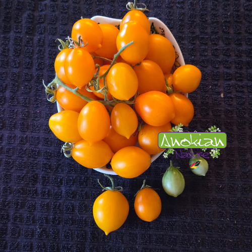 Semence | Le Pomodorino giallo a piennolo