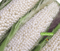 Semence | Maïs Ancien Blanc Country Gentleman