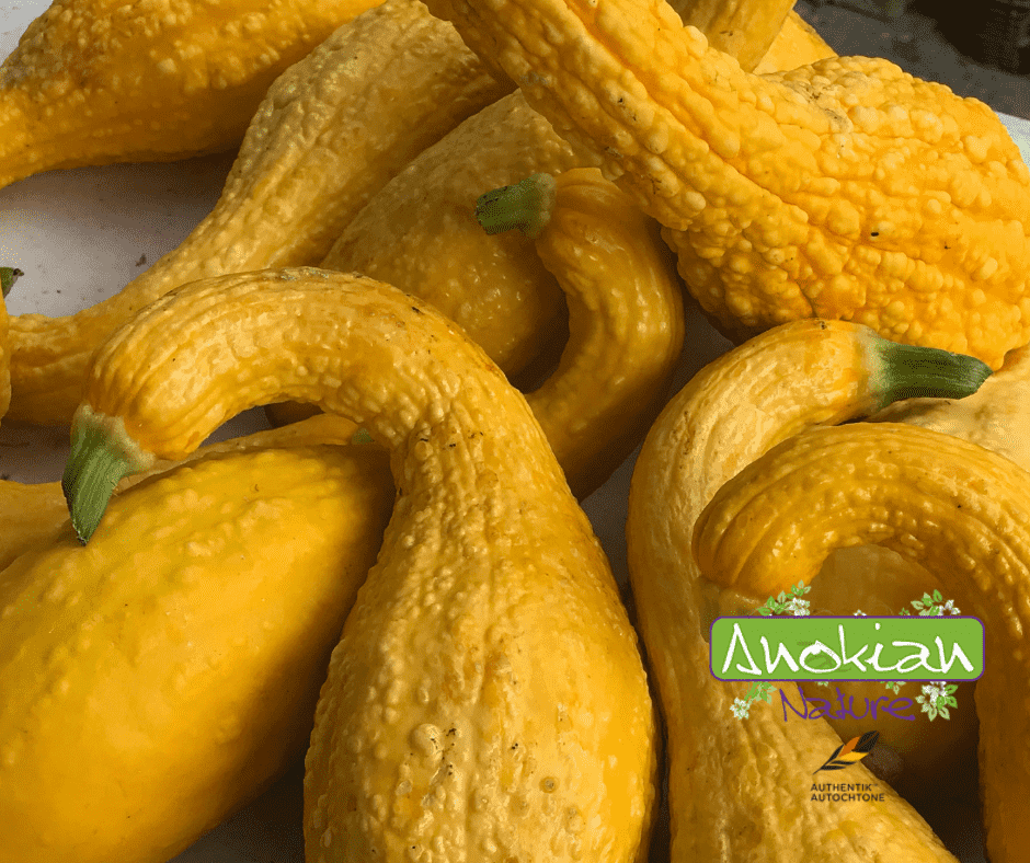 Seed | Crookneck Yellow Summer Squash